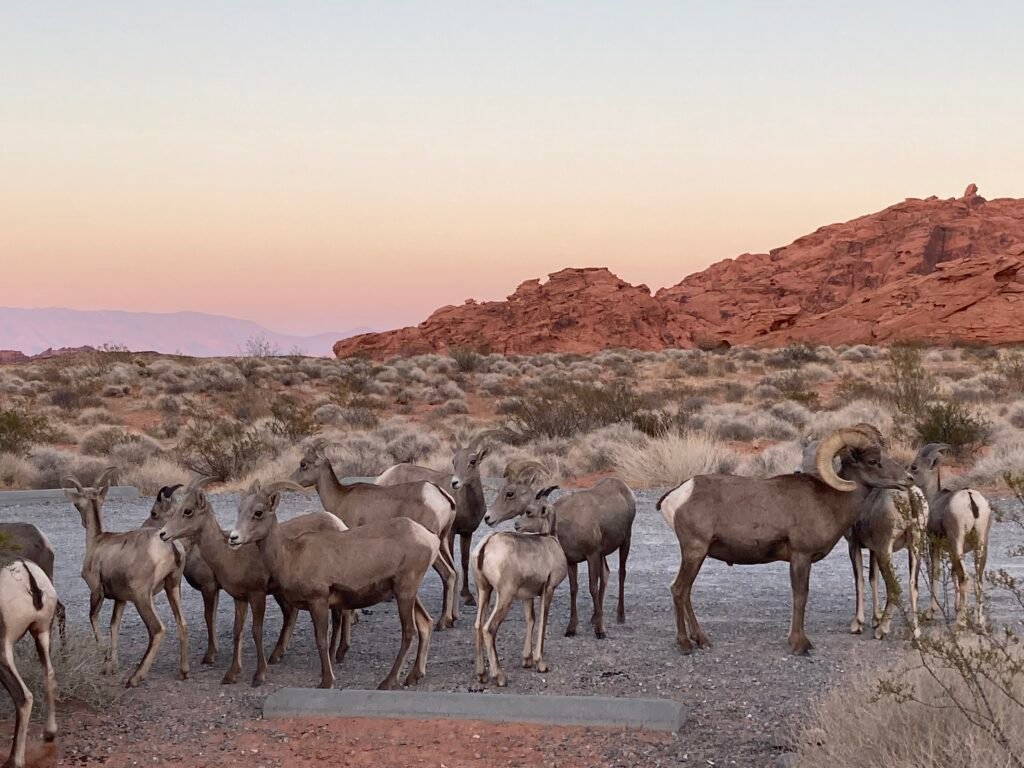 Valley of Fire Big Horn Sheep